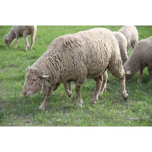 Kurbanlık - Adaklık